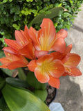 CLIVIA BELGIUM HYBRID 17.5CM