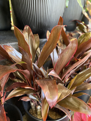 CORDYLINE RUBRA 14CM