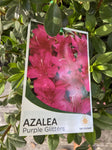 AZALEA PURPLE GLITTERS 17CM