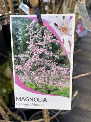 MAGNOLIA LEONARD MESSELL 30CM