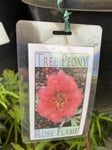 TREE PEONY ROSE TREE  20CM 