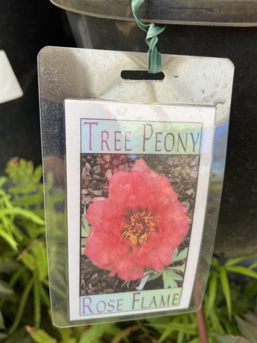 TREE PEONY ROSE TREE  20CM 