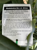 RHODODENDRON MRS J G MILLAIS 25CM