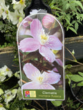 CLEMATIS MONTANA RUBENS 20CM