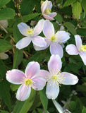 CLEMATIS MONTANA RUBENS 20CM