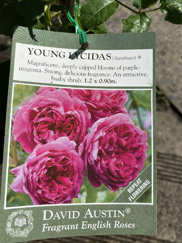 ROSA DAVID AUSTIN YOUNG LYCIDAS 20CM