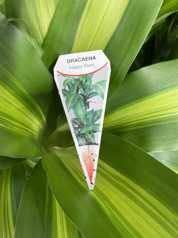 DRACAENA MASSANGEANA 20CM