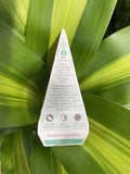 DRACAENA MASSANGEANA 20CM