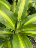 DRACAENA MASSANGEANA 20CM