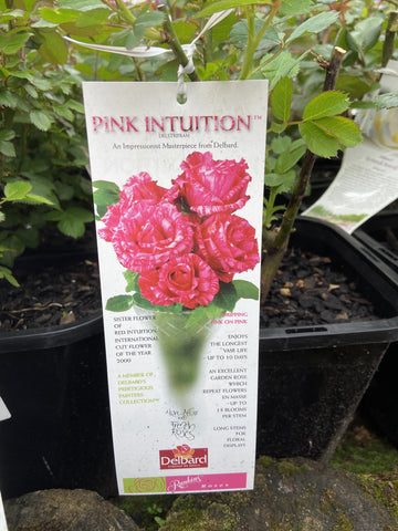 ROSE DELBARD PINK INTUITION 20CM 