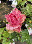 ROSE DELBARD PINK INTUITION 20CM 