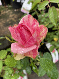 ROSE DELBARD PINK INTUITION 20CM 
