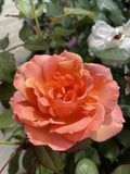 ROSE STANDARD TUSCAN SUN 3FT 20CM 