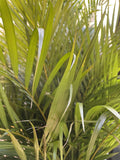 DYPSIS LUTESCENS 25CM