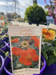 GEUM FIRELAKE 14CM