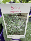 SALVIA ARGENTEA 14CM