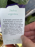SALVIA ARGENTEA 14CM