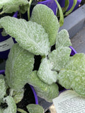 SALVIA ARGENTEA 14CM