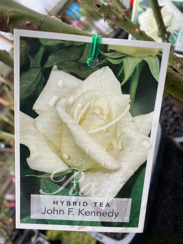 ROSE JOHN F KENNEDY 20CM