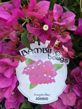 BOUGAINVILLEA BAMBINO 14CM
