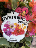 BOUGAINVILLEA BAMBINO 14CM