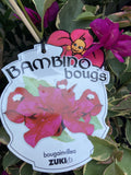 BOUGAINVILLEA BAMBINO 14CM