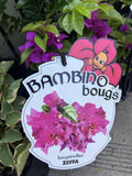BOUGAINVILLEA BAMBINO 14CM