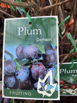 PLUM DAMSON 33CM