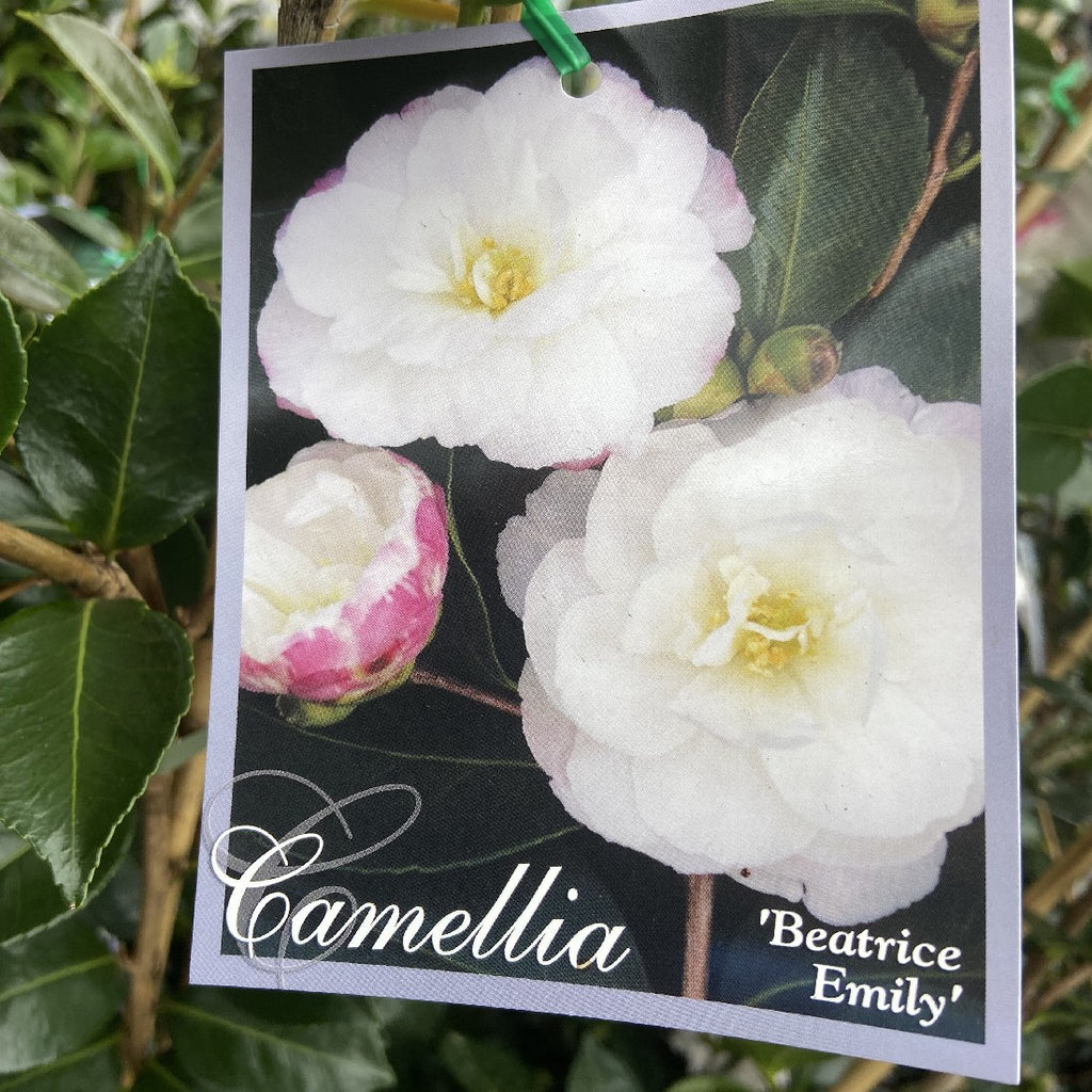 CAMELLIA BEATRICE EMILY 20CM