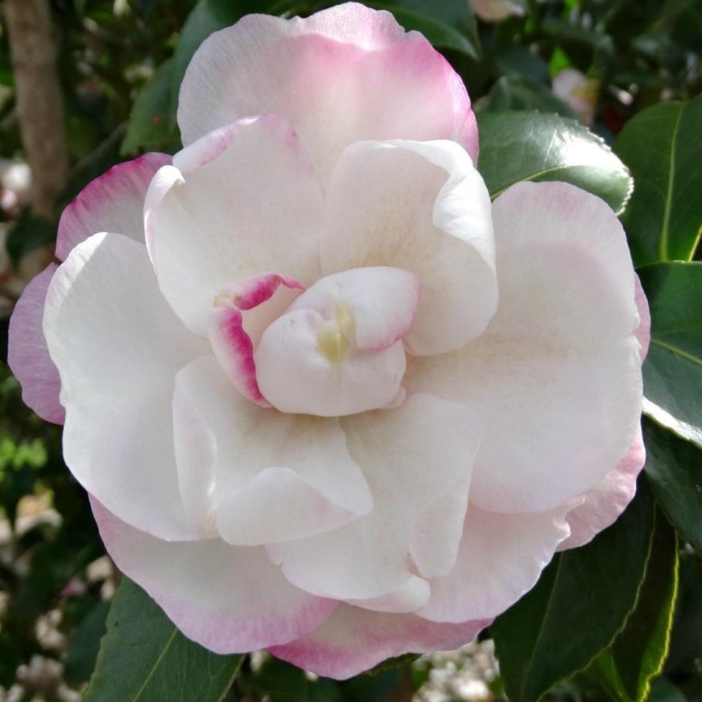 CAMELLIA BEATRICE EMILY 20CM