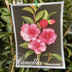 CAMELLIA CHANSONETTE 20CM