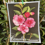 CAMELLIA CHANSONETTE 20CM