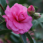 CAMELLIA CHANSONETTE 20CM