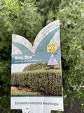 WESTRINGIA GREY BOX 14CM