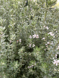 WESTRINGIA GREY BOX 14CM