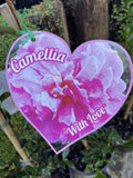 CAMELLIA WITH LOVE 18CM