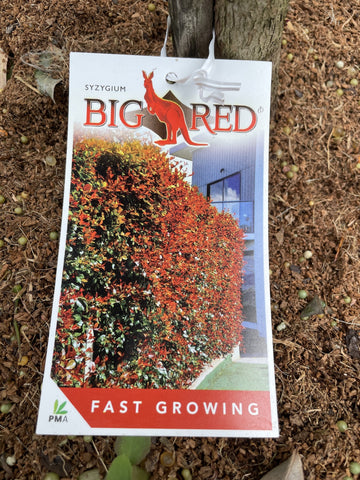 SYZYGIUM BIG RED STANDARD 40CM