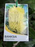 BANKSIA INTEGRIFOLIA 25CM