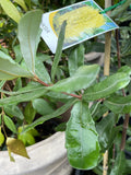 BANKSIA INTEGRIFOLIA 25CM