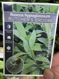 RUSCUS HYPOGLOSSUM 20CM