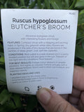 RUSCUS HYPOGLOSSUM 20CM