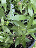 RUSCUS HYPOGLOSSUM 20CM