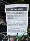ROSE QUEEN ADELAIDE BARE ROOT