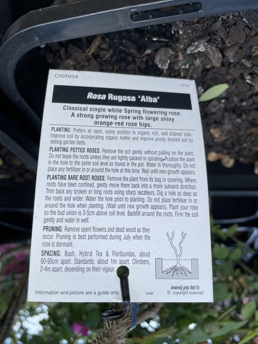 Rooting Rugosa Roses ROSE RUGOSA ALBA BARE ROOT – Poyntons Nursery