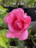 ROSE CHILD'S LOVE BARE ROOT 