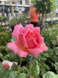 ROSE CHILD'S LOVE BARE ROOT 