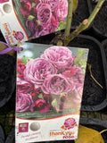 ROSE THANK YOU BARE ROOT 