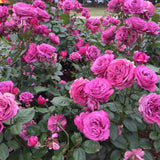 ROSE THANK YOU BARE ROOT 
