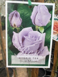 ROSE CLIMBING BLUE MOON BARE ROOT 