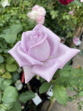 ROSE CLIMBING BLUE MOON BARE ROOT 